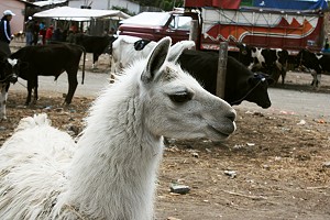 Lamas, Rinder, Schweine, Alpakas, Schafe und das dazugehörige Futter