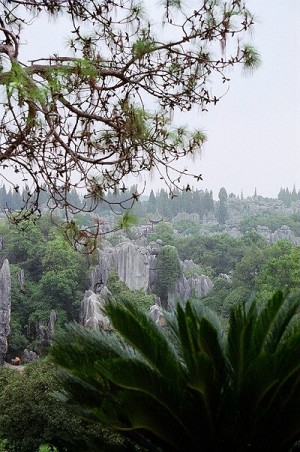 Steinwald